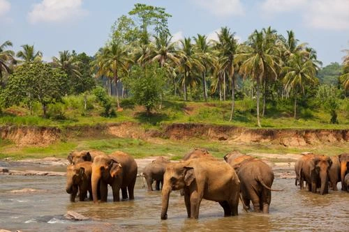 Coorg (Kakkabe), Iruppu Falls & Dubare Elephant Camp Tour